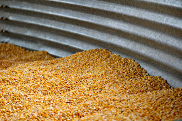 Maize (for animal feed)